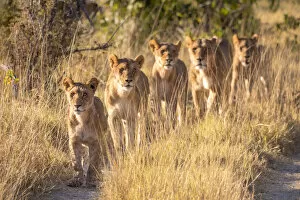 Images Dated 17th June 2020: Pride of Lion, Okavango Delta, Botswana