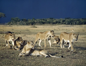 Pride Prints: A pride of lions in Masai Mara with storm clouds in the distance