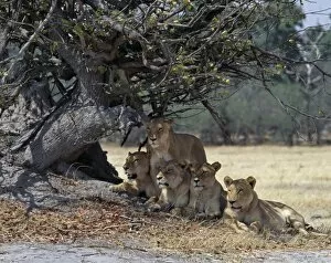 African Lion Gallery: A pride of lions in the Moremi Wildlife Reserve