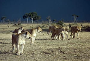 Wild Animals Gallery: A pride of lions moves to shelter from an approaching storm