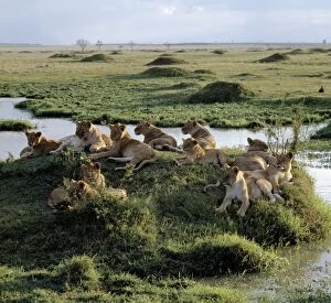 Game Reserve Collection: A pride of lions rests near water in the Masai Mara Game Reserve
