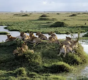 Family Prints: A pride of lions rests near water in the Masai Mara Game Reserve