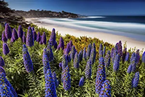 Wildflower Prints: Pride of Madeira Flowers Along Coast, Carmel, California, USA