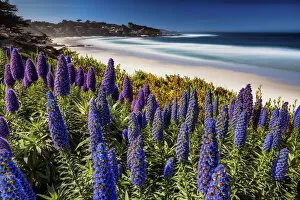 Images Dated 1st April 2017: Pride of Madeira Flowers Along Coast, Carmel, California, USA