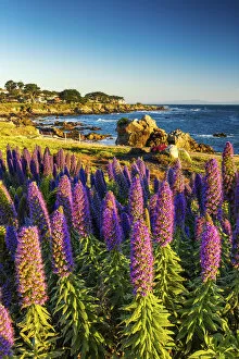 Pacific Ocean Collection: Pride of Madeira Flowers Along Coast, Pacific Grove, California, USA