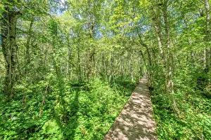 Montenegro Prints: Primeval forest at Biogradska gora National Park, Kolasin, Montenegro