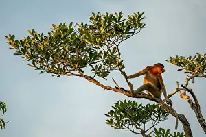 Proboscis Prints: Proboscis monkey with it's unique long nose at Tanjung Puting, Borneo, Indonesia