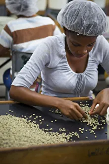 Factory Prints: Processing Coffee, Marley Coffee, Kingston, St. Andrew Parish, Jamaica, Caribbean