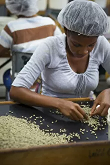 Processing Coffee, Marley Coffee, Kingston, St. Andrew Parish, Jamaica, Caribbean