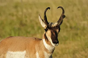 Images Dated 29th May 2013: Pronghorn antelope, Antilocapra americana, Custer State Park, Custer County, Black Hills