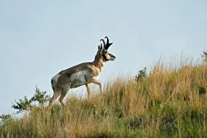 American West Collection: Pronghorn antelope, Antilocapra americana, Custer State Park, Custer County, Black Hills