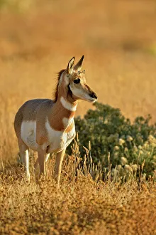 Calming Prints: Pronghorn (Antilocapra americana), Yellowstone NP, Montana, USA