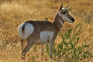 Calming Prints: Pronghorn (Antilocapra americana), Yellowstone NP, Montana, USA