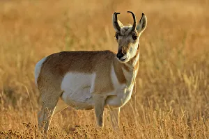 Calming Prints: Pronghorn (Antilocapra americana), Yellowstone NP, Montana, USA