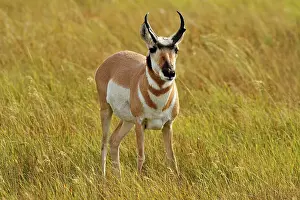 Environmental Prints: Pronghorn (Antilocapra americana) Foraging in grassy meadow, Yellowstone NP, Wyoming, USA