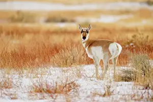 Q3 2024 Prints: Pronghorn (Antilocapra Americana) Foraging on winter grasses, Yellowstone NP, Wyoming, USA