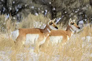 Females Prints: Pronghorn (Antilocapra Americana) Herd in winter range, Gardiner, Montana, USA
