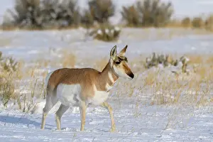 Females Prints: Pronghorn (Antilocapra Americana) Herd in winter range, Gardiner, Montana, USA