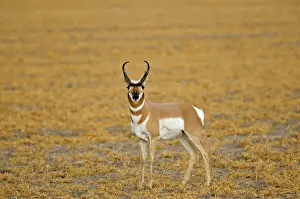 Pronghorn buck (Antilocapra americana) on the prairie Near Grasslands National Park, Saskatchewan, Canada