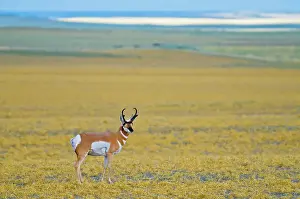 Pronghorn buck (Antilocapra americana) on the prairie Near Grasslands National Park, Saskatchewan, Canada