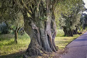 Images Dated 15th June 2020: Protected olive tree (Olea europaea), more than two thousand years old
