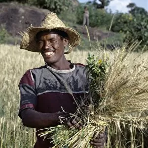 Smiling Gallery: A proud peasant farmer harvests wheat between Ziway
