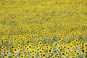 Natural Pattern Prints: Provence, France, Europe. Field full of yellow sunflowers in bloom, from a high point