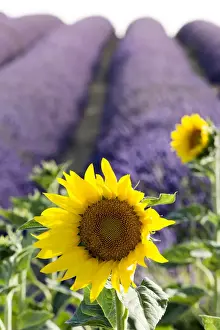 Sunflower Prints: Provence, France, Europe. Lonely yellow sunflower in foreground, purlple lavander