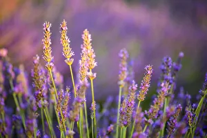 Images Dated 19th August 2015: Provence, France, Europe. Purlple lavander field, macro details of the flowers with bee