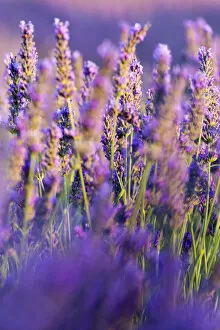 Images Dated 19th August 2015: Provence, France, Europe. Purlple lavander field, macro details of the flowers with bee