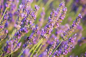 Images Dated 19th August 2015: Provence, France, Europe. Purlple lavander field, macro details of the flowers with bee