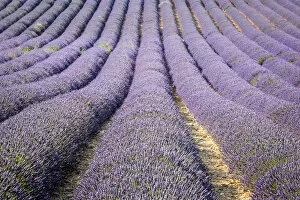Images Dated 19th August 2015: Provence, France, Europe. Purlple lavander fields full of flowers, natural light