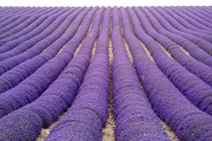 Lavander Collection: Provence, France, Europe. Purlple lavander fields full of flowers, natural light