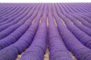 Lavander Prints: Provence, France, Europe. Purlple lavander fields full of flowers, natural light