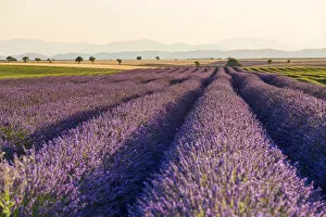 Images Dated 19th August 2015: Provence, France, Europe. Purlple lavender fields full of flowers, natural light