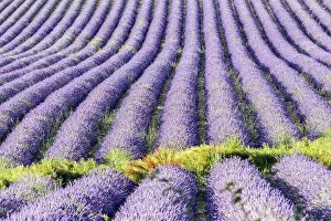 Images Dated 19th August 2015: Provence, France, Europe. Purlple lavender fields full of flowers, natural light