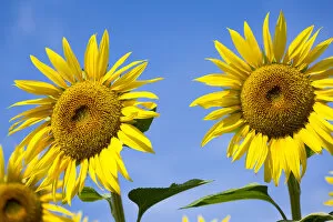 Images Dated 19th August 2015: Provence, France, Europe. two sunflowers close up, isolated on blue sky background