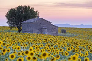Images Dated 19th August 2015: Provence, Valensole Plateau, France, Europe