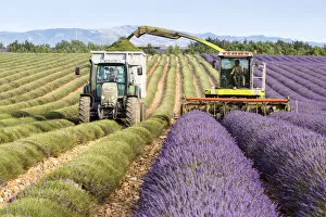 Images Dated 19th August 2015: Provence, Valensole Plateau, France, Europe. Lavender field harvesting during summer