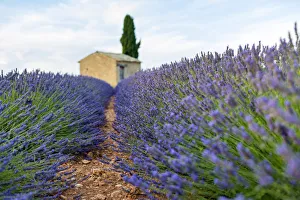 Images Dated 19th August 2015: Provence, Valensole Plateau, France, Europe