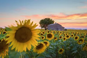 Images Dated 19th August 2015: Provence, Valensole Plateau, France, Europe
