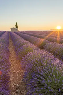 Images Dated 19th August 2015: Provence, Valensole Plateau, France, Europe