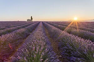 Images Dated 19th August 2015: Provence, Valensole Plateau, France, Europe