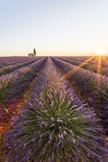Images Dated 19th August 2015: Provence, Valensole Plateau, France, Europe