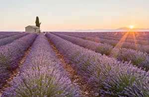 Images Dated 19th August 2015: Provence, Valensole Plateau, France, Europe