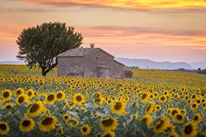Images Dated 19th August 2015: Provence, Valensole Plateau, France, Europe