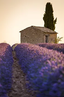 Images Dated 19th August 2015: Provence, Valensole Plateau, France, Europe