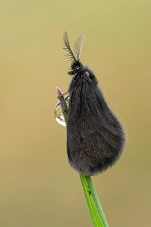 Black Prints: Psychidae, Little hairy butterfly, Liguria, Vobbia, Genoa