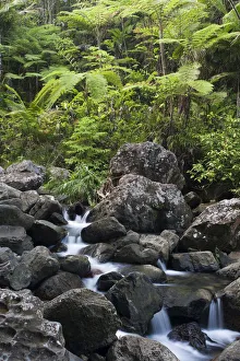 Central Mountains Prints: Puerto Rico, Central Mountains, El Yunque National Forest, Rainforest