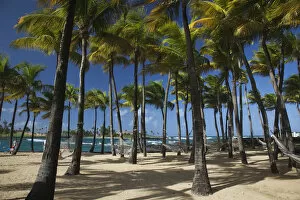 Images Dated 18th June 2010: Puerto Rico, San Juan, beach palms by Atlantic Ocean